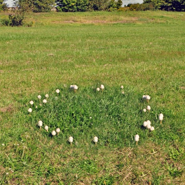 DSC_0094-Fungi-Fairy-Ring-Small-Close-Up-Mid-Ohio-625x625